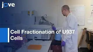 Cell Fractionation of U937 Cells Without  High-speed Centrifugation | Protocol Preview