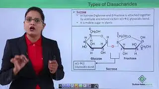 Biomolecules - Oligosaccharides