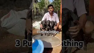 Today 3 Puppies Bathing 🧼 ||#dogcare #streetdog #bathing #pets #labrador #doglife #shorts #ytshorts