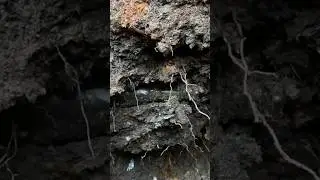 live excavation of a roses lime cordial bottle bottle digging scotland