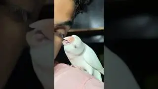 Ringneck mitthu biting my eye
