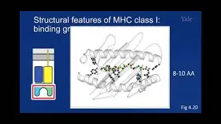 5.1 #1- Antigen Presentation
