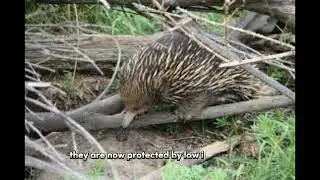 Spiny Anteater overview