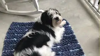 SWEET ABBY