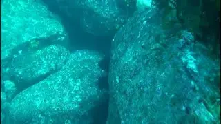Рост популяции инвазивных морских ежей у восточного побережья Тасмании