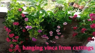 How to plant hanging vinca from cuttings| periwinkle Care Tips |Rowejc