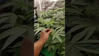 update on my garden. Super Lemon Punch, Purple Guava grow. like and subscribe.