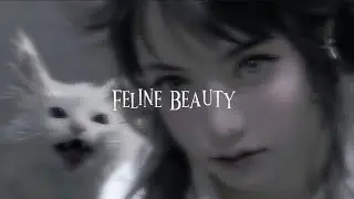 Feline Beauty (Kedi G&uuml;zelliği) - Sessiz Subliminal
