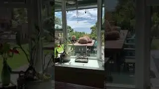 Sloth Drop
