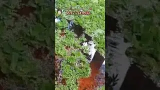 Tới Nơi Giao Ốc Bươu Đen Giống Cho Kh&aacute;ch Nu&ocirc;i Bằng Nước Giếng Ở Vĩnh Thuận Ki&ecirc;n Giang Cũ