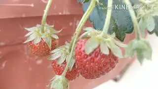 Our mini Strawberry garden part 2