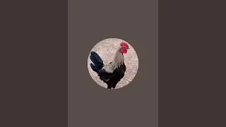 بدأت قناة 