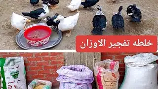 عملت خلطه للبط 100 كيلو من كل نوع # خلطه لتفجير الاوزان # لازم تجربيها 