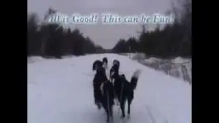 Border Collie Dog Sledding