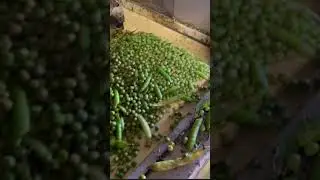Frozen Peas Processing Plant #factory #indianfood #streetfood