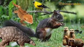 Cute Animal Voices! Pangolin! Squirrel! Meerkat! Chipmunk! Iora Bird!