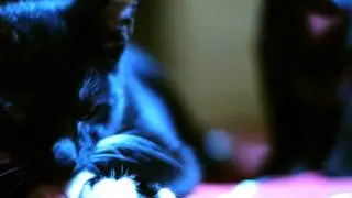 Cats VS the red dot [Pzg - Nightmare Anthem]