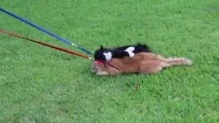 Simon the Cat Refuses To Dog