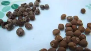 Right and Wrong seeds of Hawaiian Baby Woodrose