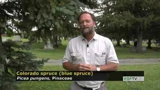 Trees with Don Leopold - Colorado (blue) spruce