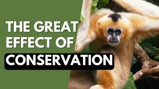 Why Conservation Matters | 10 Successes in Recent History