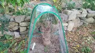 🥶 Preparing Agave Plants for Winter ❄️☃️☔