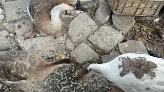 WAW!! NGASI MAKAN SOANG DENGAN NASI BUNGKUS DAN TELOR MAKANNYA KOMPAK.