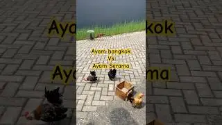 Ayam Bangkok vs Ayam Serama #shorts