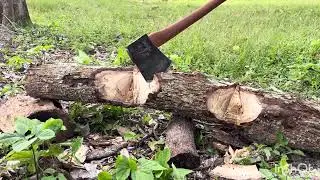 Bucking mango tree with Kelly axe #axemanship