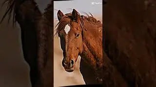 Equus ferus caballus 😬 (k&ouml;vi Percheron)