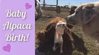 Raise Alpacas with Love: Suri Alpaca Baby Trying to Wiggle Out