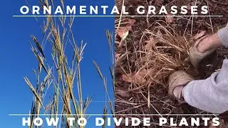 How to Divide Ornamental Grass