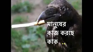 crows cleaning Swedish Road - Corvid cleaning