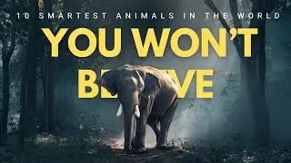 Top 10 Smartest Animals in the World &ndash; You Won&rsquo;t Believe the Top #3
