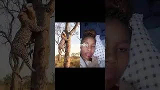 African Tribal Hunters Confront Lion/Wild Heart-Stopping Scene.#shorts #africa #hunting