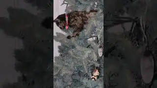 Cat Climbs Christmas Tree 🎄 Funny Cat Video 🐈 Must See 👀
