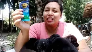 Simpleng Buhay: Mabisang pantagal ng kuto,garapata o pulgas ng aso o tuta