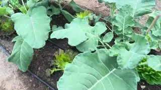 interplanting