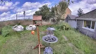 Lots Of Sparrow Activity