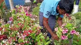 Flower Plants Market Visit, Swarna Chapa Passionflower Madhabi-Lata Musambi Allamanda Oleander Plant