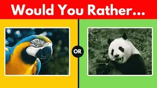 Would You Rather, Wild Animal Choices You&rsquo;ll Love!