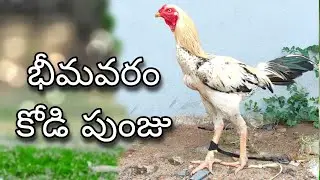 #KVR BREEDES#sold out thanks to all 🙏#peru cross chicks#rich watam chicks#patta punju#birds#chicken