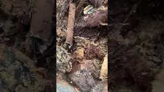 growing Palm weevil larvae #palm #palmtree #farming