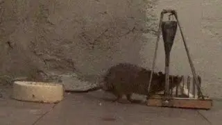Le rat et le piège. Piège à la guillotine.