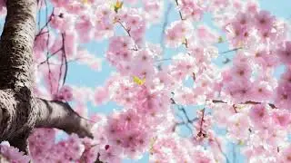 Primal Songs Relaxing Music