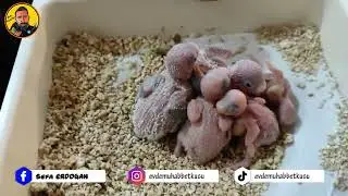 Muhabbet Kuşlarında Yavru Ölümlerinin Sebepleri