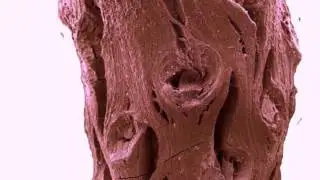 Fossil of oldest pine tree discovered