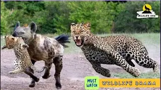 Leopard Roaring with Hyena Sounds in the Background | Kruger National Park