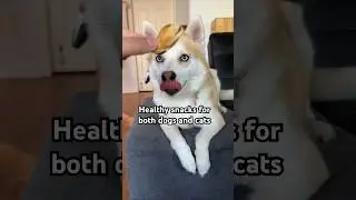 Green-lipped Mussels for Dogs and Cats 😋 Healthy Yummy Treats #shorts #pomsky #dogvideo #husky