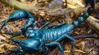 ESCORPIÃO 🦂 na casa 2 das finanças - como vc ganha e gasta dinheiro